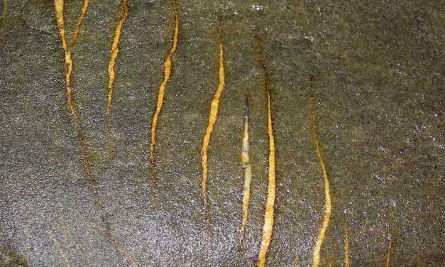 vapore vela il piano gelido