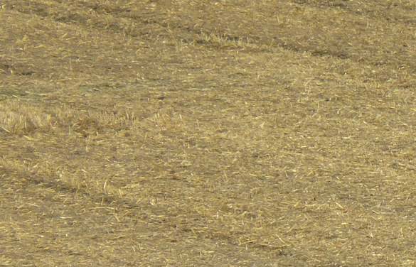 Gli animali sorridono